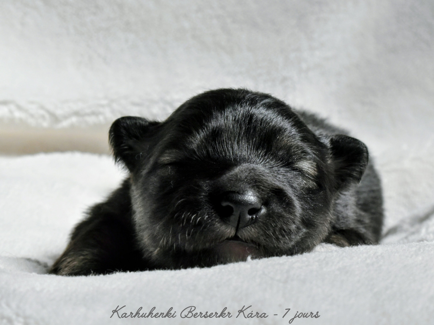 Karhuhenki - Chiots disponibles - Chien finnois de Laponie
