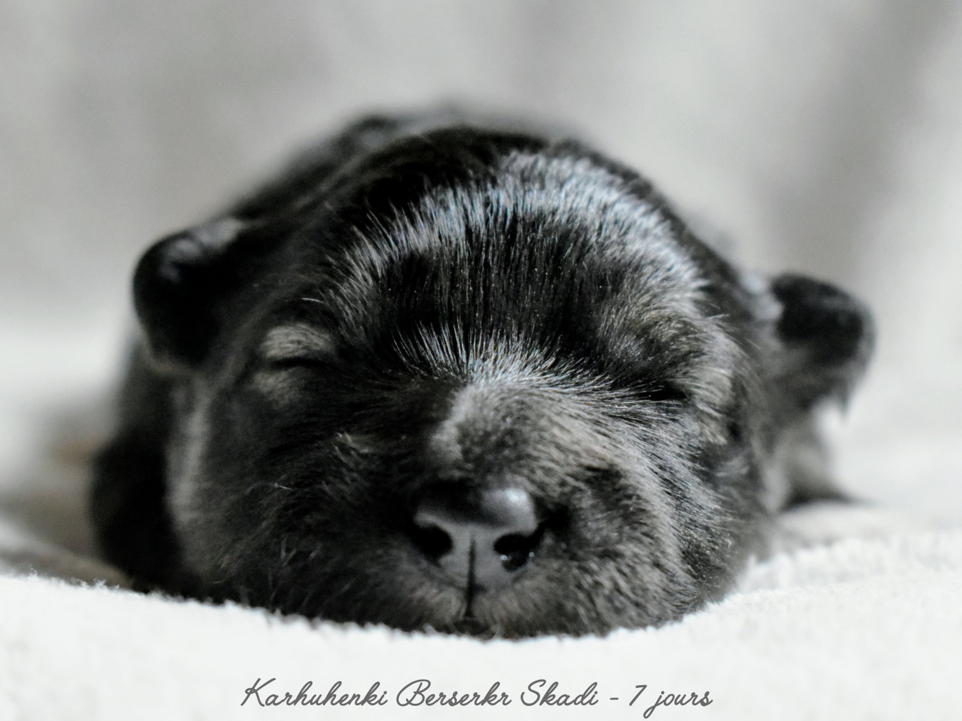 Karhuhenki - Chiots disponibles - Chien finnois de Laponie
