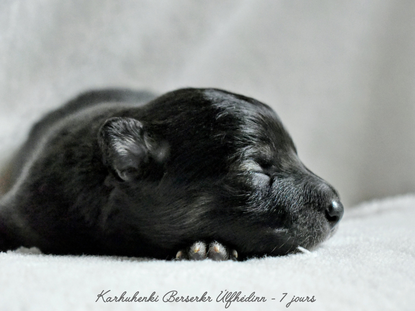 Karhuhenki - Chiots disponibles - Chien finnois de Laponie