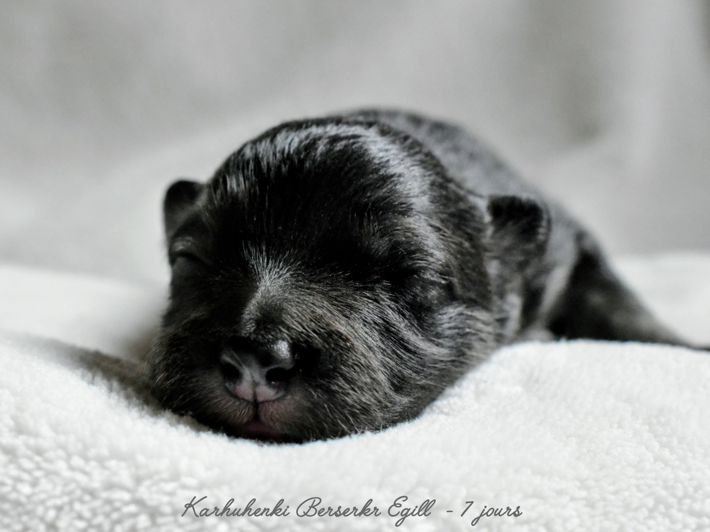 Karhuhenki - Chiots disponibles - Chien finnois de Laponie