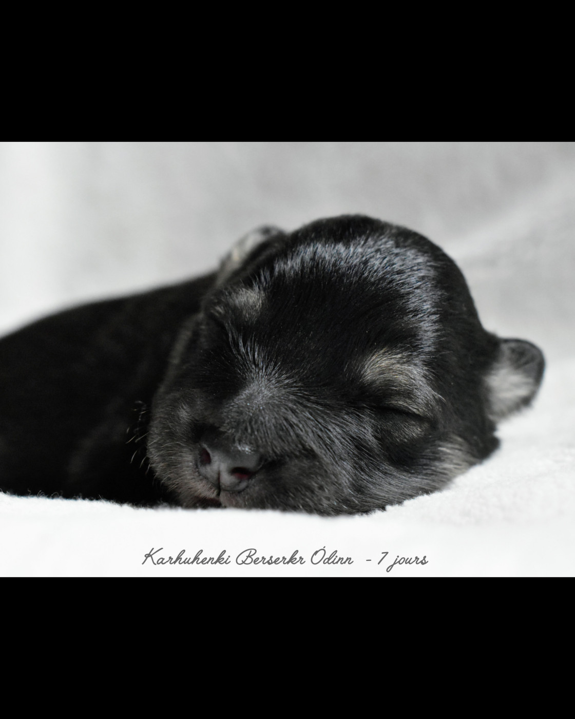 Karhuhenki - Chiots disponibles - Chien finnois de Laponie