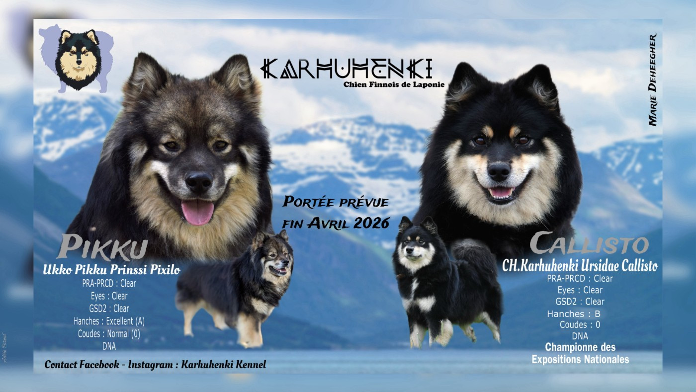 Chiot Chien finnois de Laponie Karhuhenki