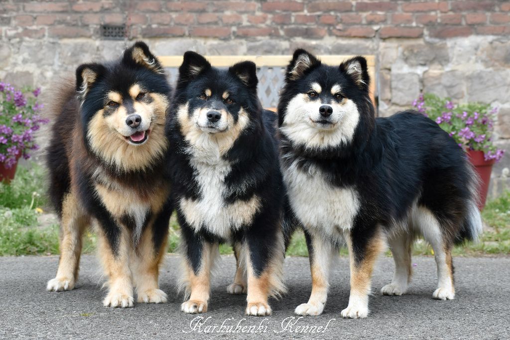 karhuhenki.chiens-de-france.com